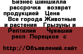 Бизнес шиншилла, рассрочка - возврат продукцией › Цена ­ 4 500 - Все города Животные и растения » Грызуны и Рептилии   . Чувашия респ.,Порецкое. с.